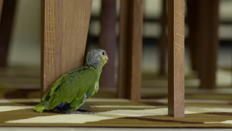 green yellow baby parrot of 2 months walking backwards hiding behind foot of chair