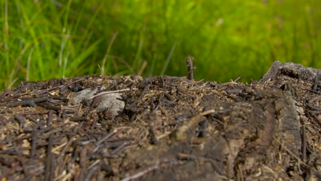 ants on an ant hill