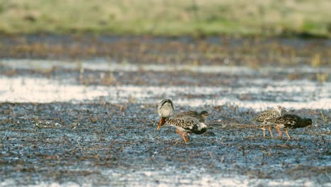 Una-Bandada-De-Ruffs-Durante-La-Migración-De-Primavera-En-La-Alimentación-De-Humedales-De-Pradera-Inundada