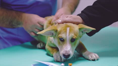 dog vaccination in a veterinary practice