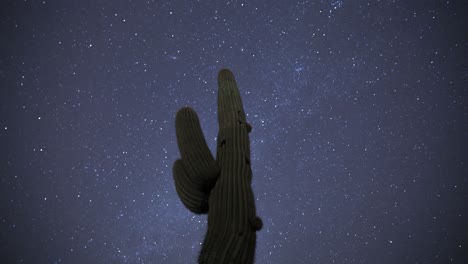 stars spin quickly across the sky behind a single, tall standing saguaro cactus- timelapse