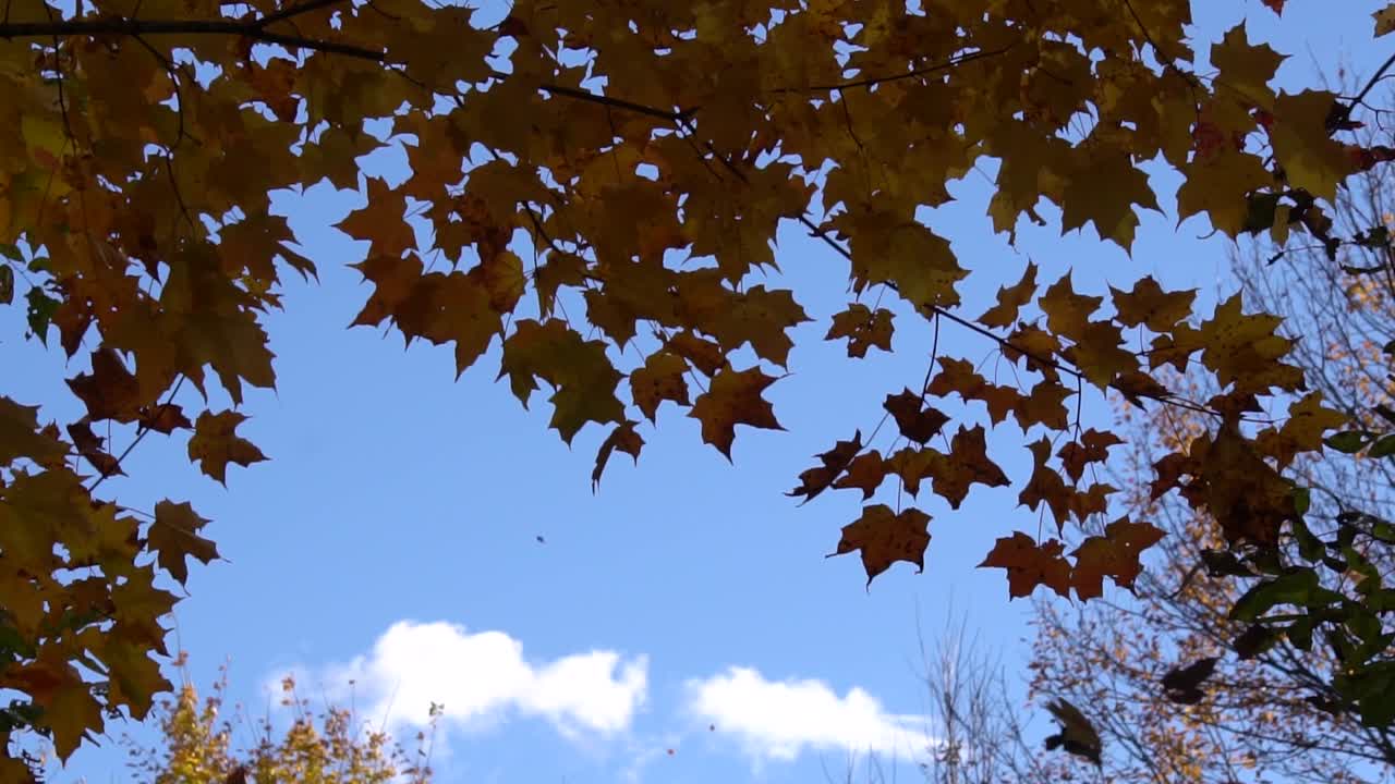 Beautiful Autum Colors in Ontario Canada