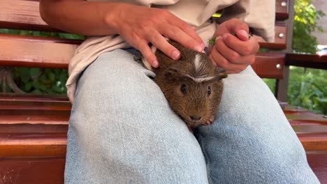 conejillo de guinea en el regazo de alguien en un parque