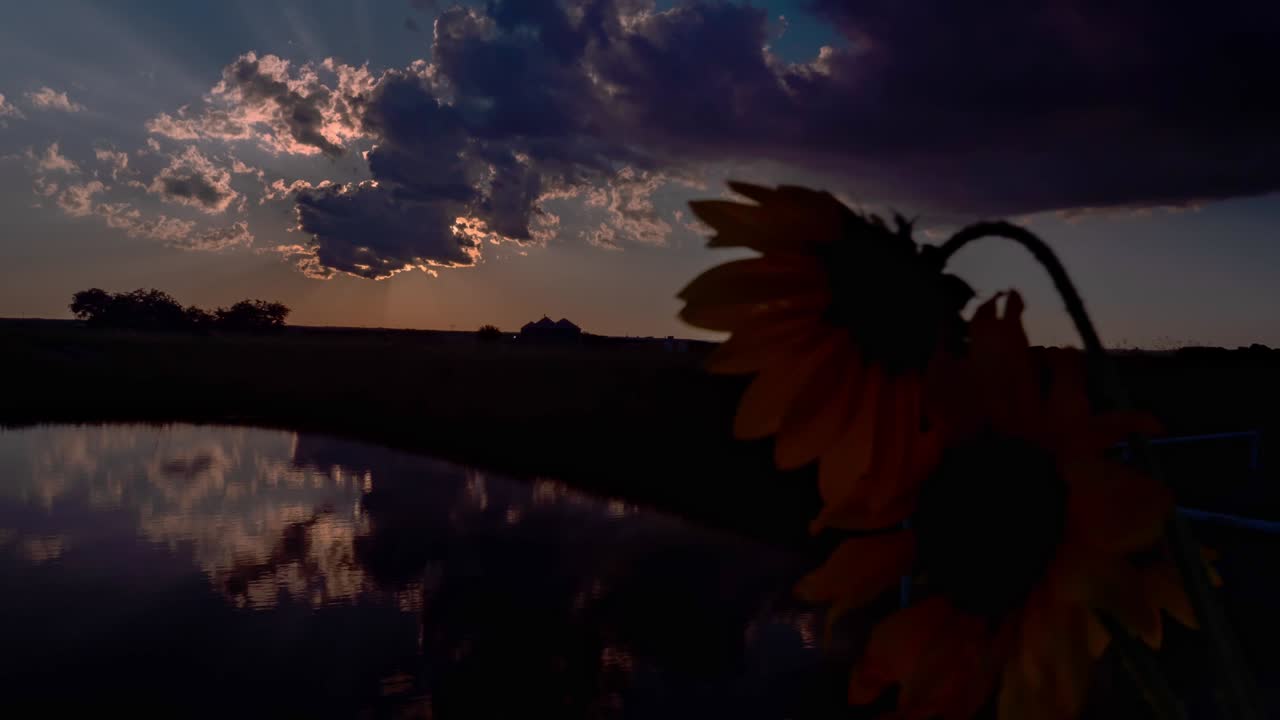 Time-lapse de pôr do sol dramático refletindo em água calma com girassol proeminente em primeiro plano sob nuvens de tempestade