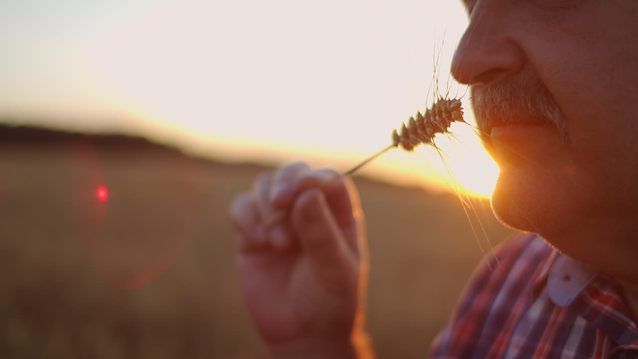 Close up of senior adult farmer holding a spikelet with a brush of wheat or rye in his hands at sunset looking closely studying and sniffing enjoying the aroma in slow motion at sunset
