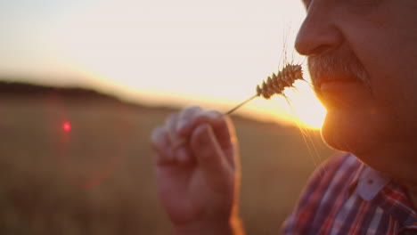 close up of senior adult farmer holding a spikelet with a brush of wheat or rye in his hands at sunset looking closely studying and sniffing enjoying the aroma in slow motion at sunset