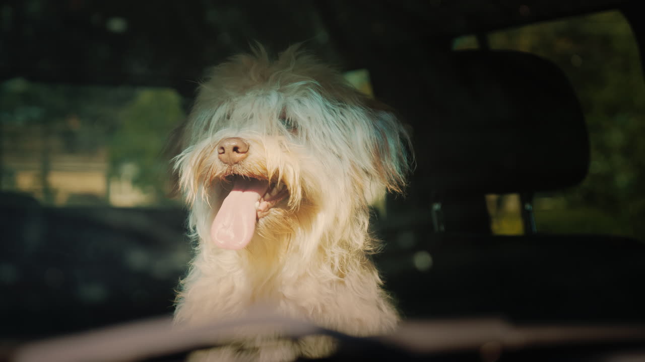 개는 차에서 주인을 기다립니다