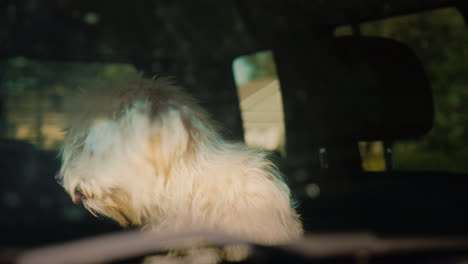 perro espera al dueño en el coche