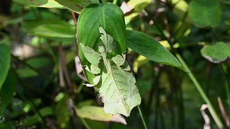 Insecto-Hoja,-Phylliidae