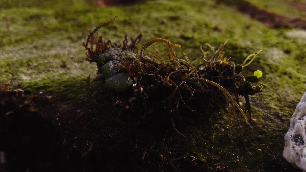 Macro Shot of Green Algae and Seaweed on a Rock