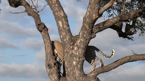 A-leopard-shows-off-its-agility-as-it-climbs-down-a-tree-and-then-leaps-to-the-ground,-all-with-a-carcass-in-its-mouth