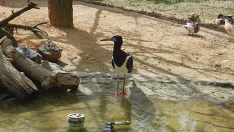 la cigüeña de abdim bebiendo agua antes de despegar con gracia