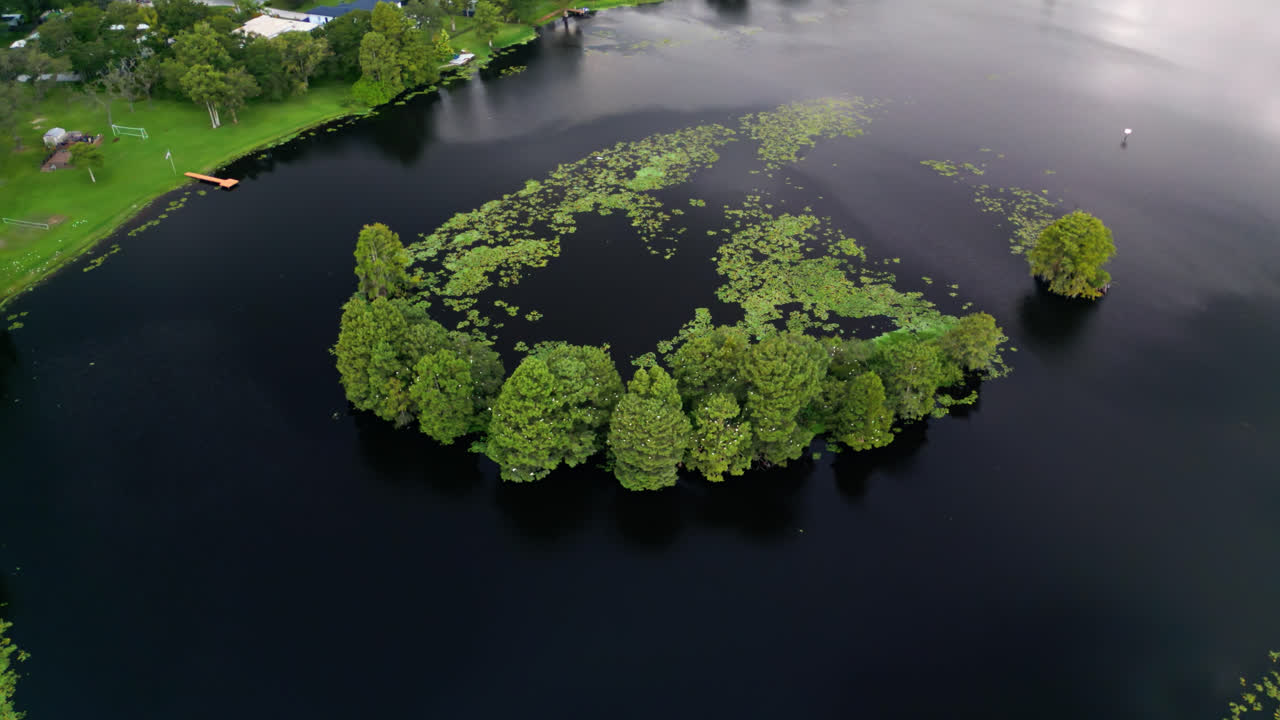 Aquatic Plant With Yellow Water Lily Surfacing Over Tampa River In Florida, USA. Aerial Orbiting Shot