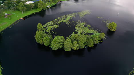 aquatic plant with yellow water lily surfacing over tampa river in florida, usa. aerial orbiting shot