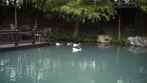 Gruppe-Von-Enten,-Die-Im-Teich-Picken-Und-Paddeln