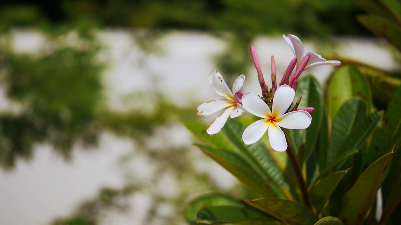 Fiori bianchi di plumeria e frangipani che ondeggiano dolcemente al vento
