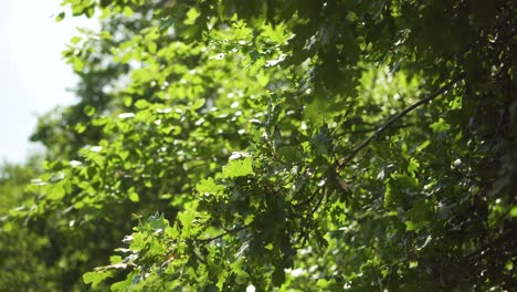 close up of leaves in dense forest on sunny day