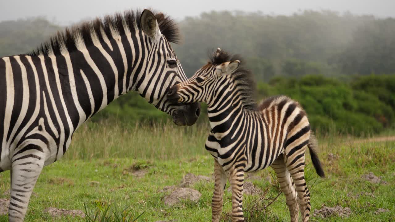 Zebre di Burchell, madre e puledro nel Parco Nazionale degli Elefanti Addo, giornata nebbiosa