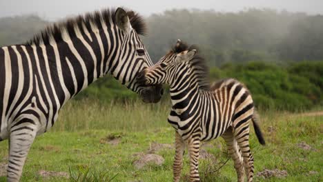 Burchell's-Zebras,-mother-and-foal-in-Addo-Elephant-National-park,-foggy-day
