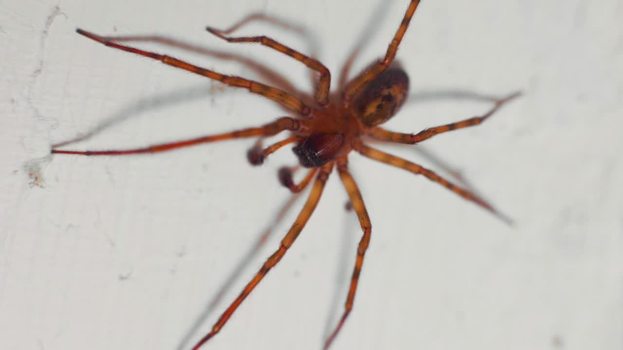 toma macro en cámara lenta de 4k de una enorme araña doméstica, en una pared blanca