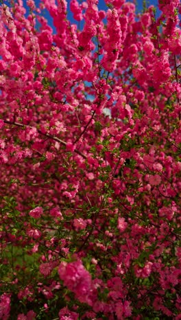pink blossoms in full bloom
