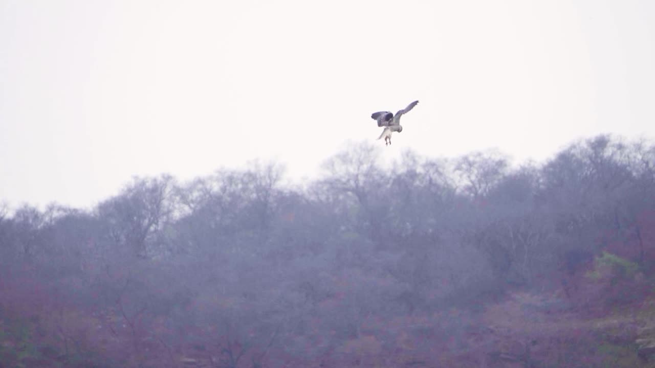 fotografía en cámara lenta de una cometa de alas negras o pájaro diurno o accipitridae flotando en busca de presas en el bosque de ghatigao en madhya pradesh, india