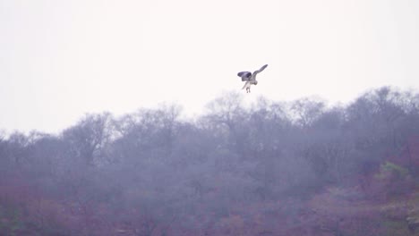 slow motion shot of a black winged kite or diurnal bird or accipitridae hovering for prey in forest of ghatigao in madhya pradesh india