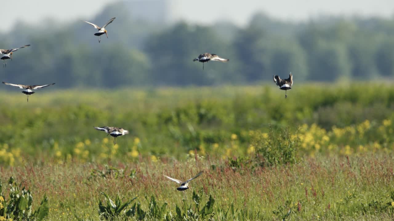 들판 위 를 날아다니는 새 들
