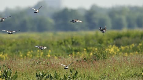 flying birds over a meadow