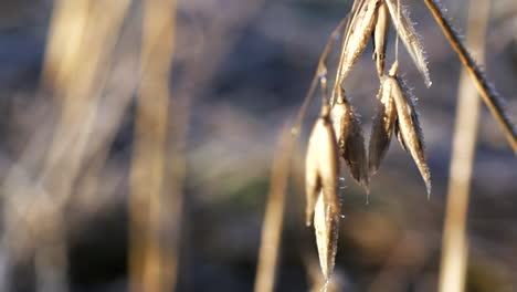 Close-Dolly-Tiro-De-Cosecha-De-Avena-Congelada-En-El-Campo-En-La-Fría-Mañana-De-Invierno