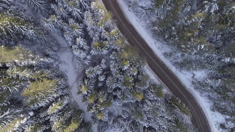 montaña nevada con bosque de pinos