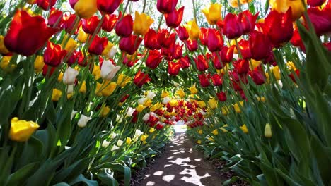 red, yellow, and white tulips form a captivating archway over a garden path, creating a picturesque scene filled with vibrant colors and natural beauty