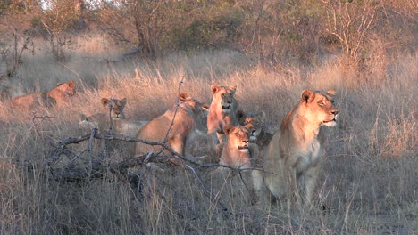 lionness and cubs gather sitting alert at golden hour watching the distance