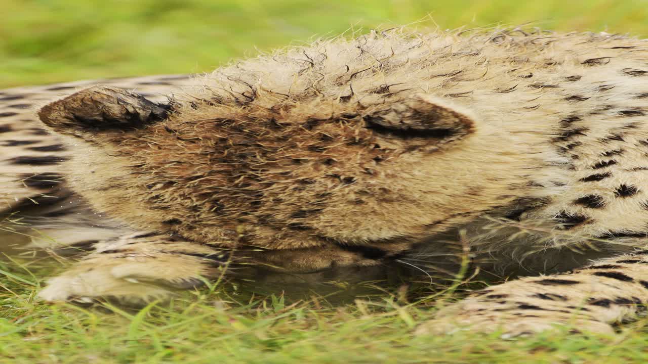 풀 에서 휴식 하는 치타