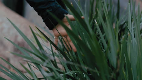 woman-hand-touching-tall-grass-walking-in-garden-park-enjoying-outdoor-freedom