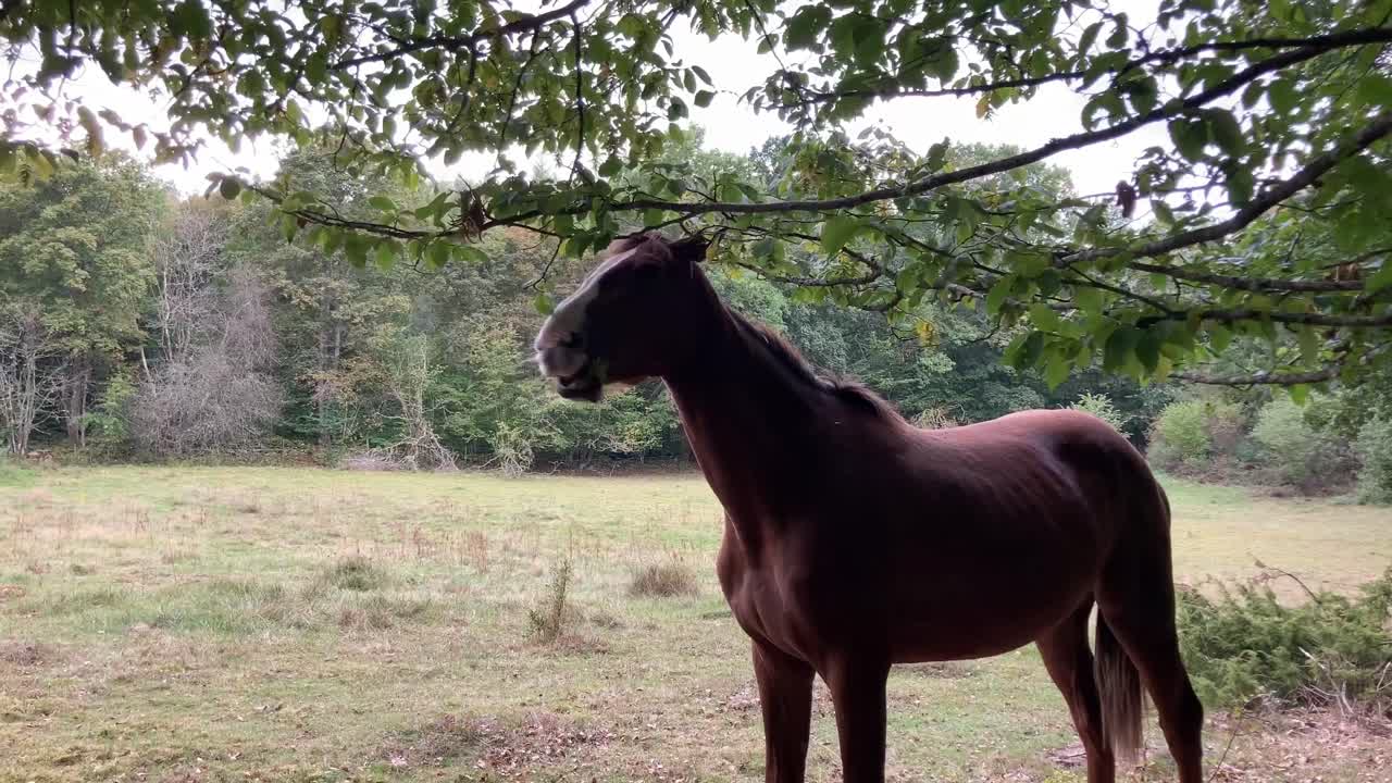 caballo en el prado comiendo hojas de ramas de árboles verdes