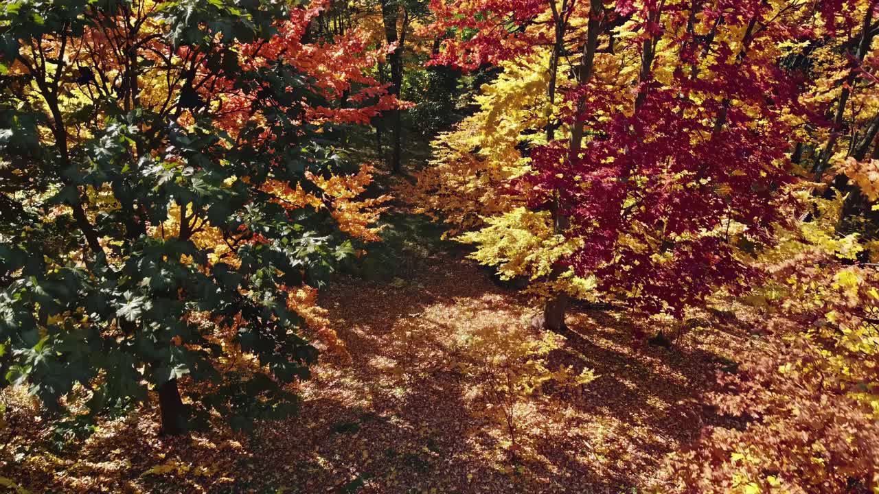 Aerial video captures vibrant autumn foliage from above, showcasing colorful treetops in a lush