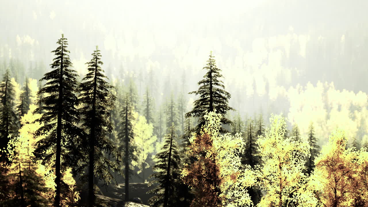 Lush forest landscape with sunlight filtering through trees during autumn