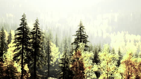 lush forest landscape with sunlight filtering through trees during autumn