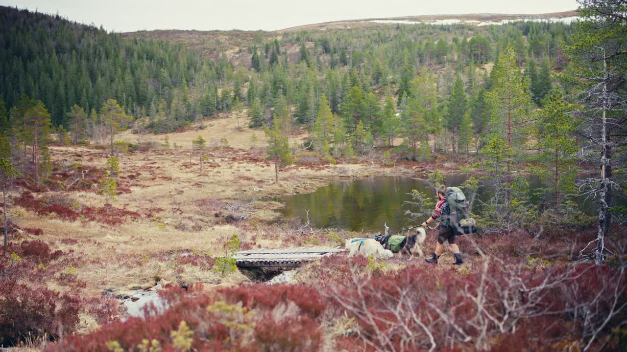 Male Hiker Walking With His Pet Dogs Near Reinsjøen, Åfjord, Norway - Static Shot
