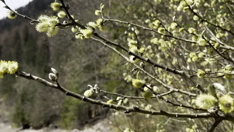 Close-up-of-flying-honey-bee-collecting-pollen-from-blossom