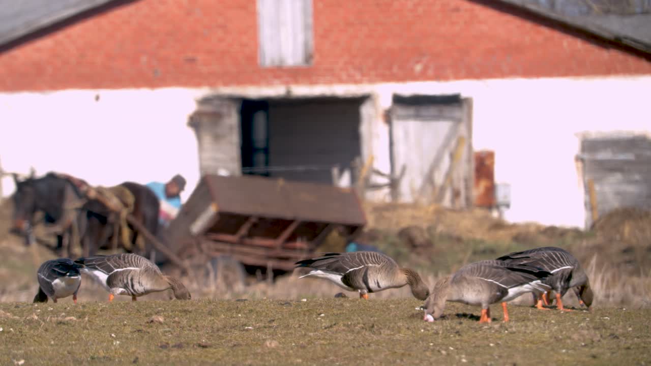 bandada de gansos y gansos de frente blanca comiendo hierba en el campo