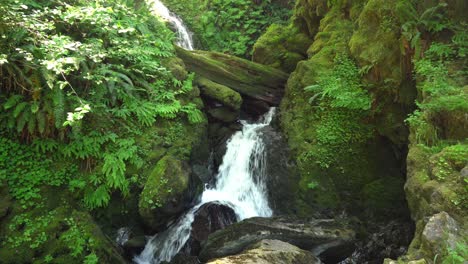 wide waterfall in the rainforests of the pacific northwest cascades down the rocks