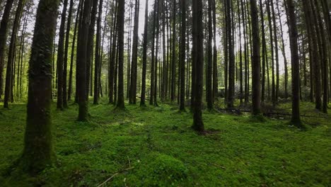 smooth cinematic green forest fpv cruise with drone between trees in spring