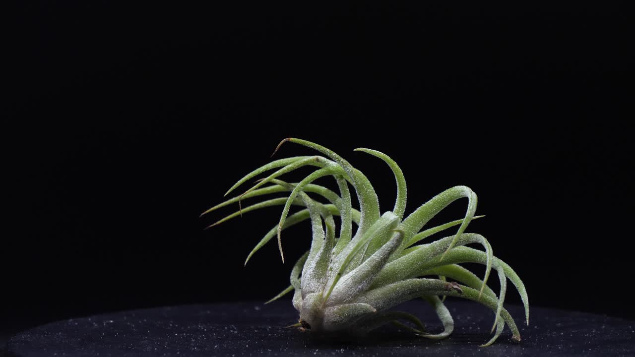 회전하는 짧은 덤불의 클로즈업 뷰, 스틸 샷