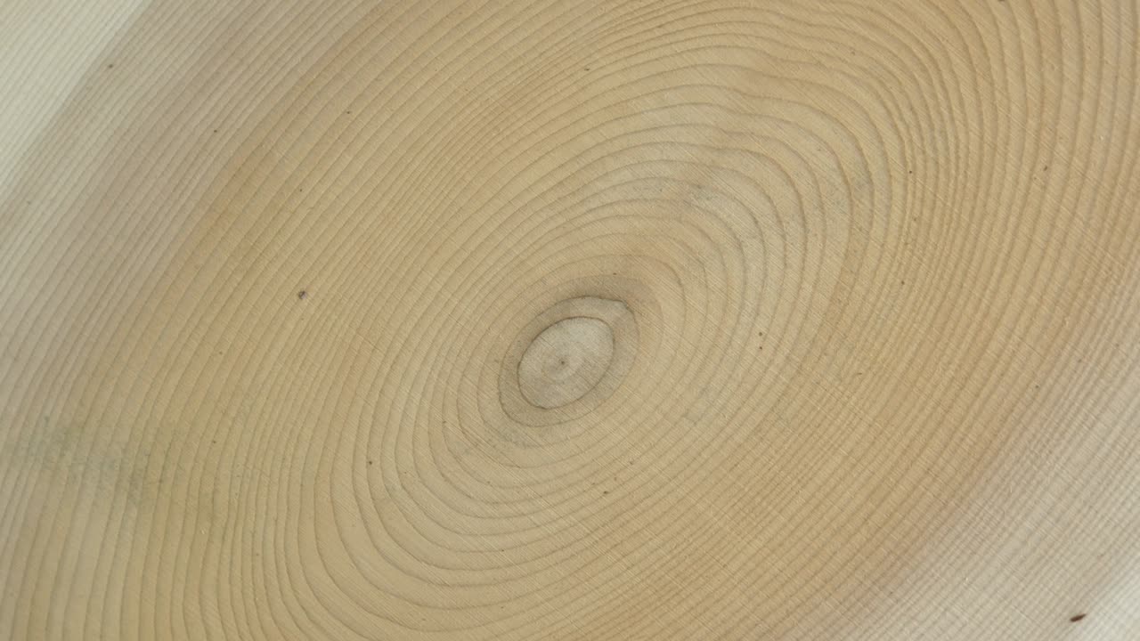 el fondo del tronco del círculo de madera desde arriba. la sección transversal de la sierra cortó la rotación de la madera del árbol.