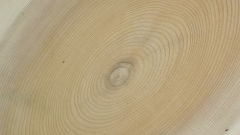 wooden circle stump trunk background from top. saw cross section cut tree wood rotation.