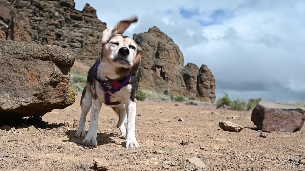 Cane Beagle che scuote la testa in slow motion