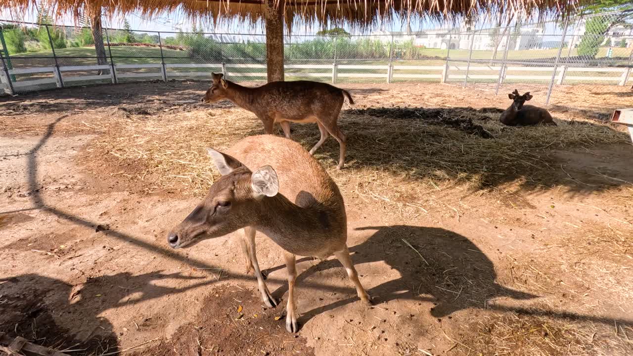 은 농장 환경에서 상호 작용하는 사