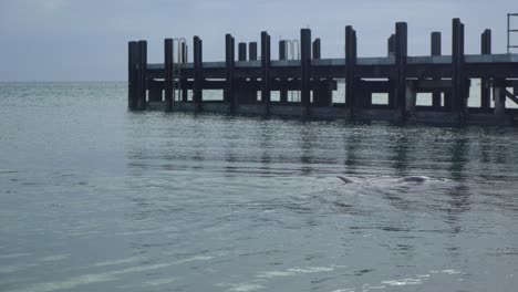 3 indo-pacific bottlenose dolphins swimming in the water in monkey mia